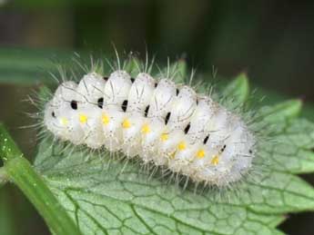  Chenille de Zygaena minos D. & S. - Philippe Mothiron