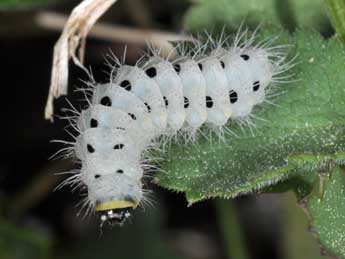  Chenille de Zygaena minos D. & S. - ©Philippe Mothiron