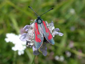 Zygaena minos D. & S. adulte - Philippe Mothiron