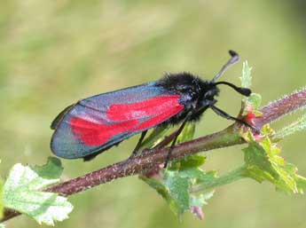 Zygaena minos D. & S. adulte - Philippe Mothiron