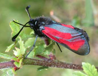 Zygaena minos D. & S. adulte - Philippe Mothiron