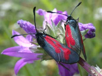 Zygaena minos D. & S. adulte - Philippe Mothiron