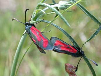 Zygaena minos D. & S. adulte - Philippe Mothiron