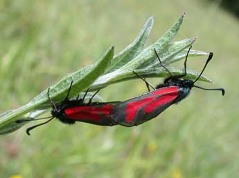 Zygaena minos D. & S. adulte - ©Philippe Mothiron