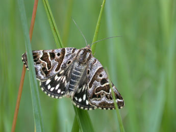 Euclidia mi Cl. adulte - ©Philippe Mothiron