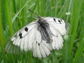 Parnassius mnemosyne L. adulte - ©Jean-Pierre Arnaud