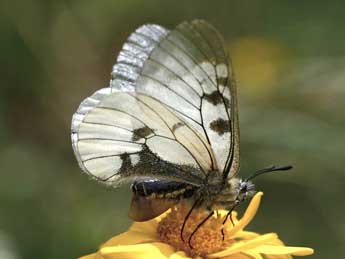 Parnassius mnemosyne L. adulte - ©Daniel Morel