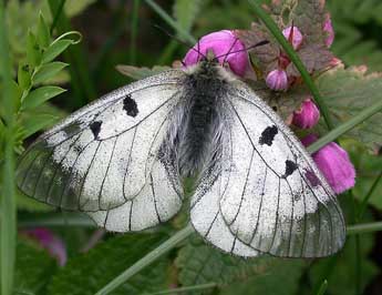 Parnassius mnemosyne L. adulte - Philippe Mothiron