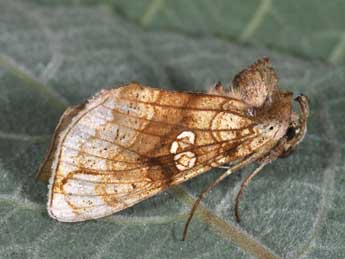 Polychrysia moneta F. adulte - ©Philippe Mothiron