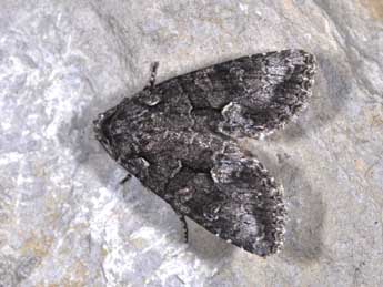 Dryobotodes monochroma Esp. adulte - Philippe Mothiron