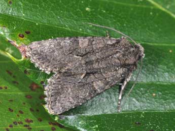 Dryobotodes monochroma Esp. adulte - Philippe Mothiron