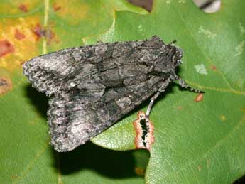 Dryobotodes monochroma Esp. adulte - Philippe Mothiron