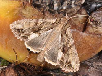 Apamea monoglypha Hfn. adulte - Philippe Mothiron