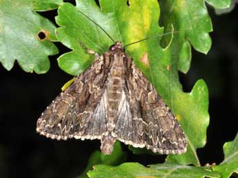 Apamea monoglypha Hfn. adulte - Philippe Mothiron