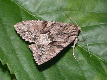 Apamea monoglypha Hfn. adulte - Philippe Mothiron