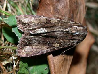 Apamea monoglypha Hfn. adulte - ©Philippe Mothiron