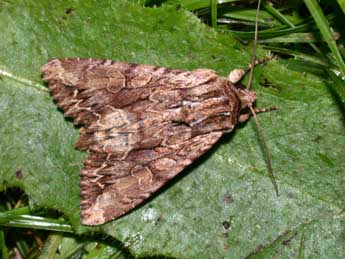 Apamea monoglypha Hfn. adulte - Philippe Mothiron