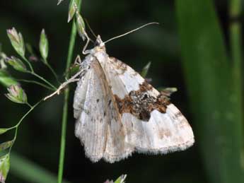 Xanthorhoe montanata D. & S. adulte - Philippe Mothiron