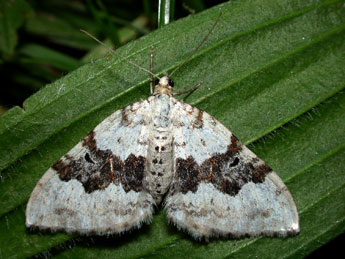 Xanthorhoe montanata D. & S. adulte - Philippe Mothiron