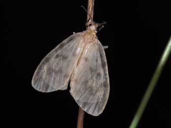 Nudaria mundana L. adulte - Philippe Mothiron