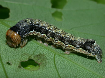  Chenille de Anorthoa munda D. & S. - ©Philippe Mothiron