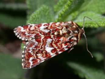 Anarta myrtilli L. adulte - ©Philippe Mothiron