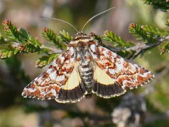 Anarta myrtilli L. adulte - Philippe Mothiron