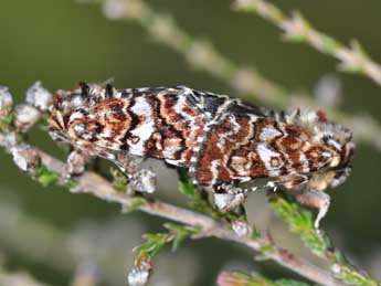 Anarta myrtilli L. adulte - Philippe Mothiron