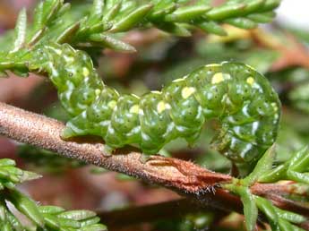  Chenille de Anarta myrtilli L. - ©Philippe Mothiron