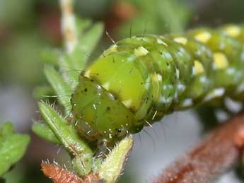  Chenille de Anarta myrtilli L. - ©Philippe Mothiron