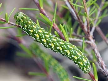  Chenille de Anarta myrtilli L. - Daniel Morel