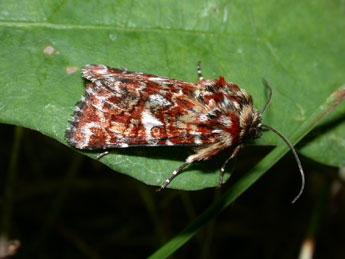 Anarta myrtilli L. adulte - Philippe Mothiron