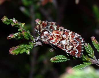 Anarta myrtilli L. adulte - Philippe Mothiron