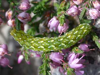  Chenille de Anarta myrtilli L. - ©Philippe Mothiron