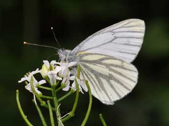 Pieris napi L. adulte - ©Philippe Mothiron