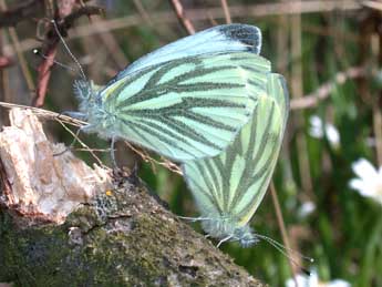 Pieris napi L. adulte - Philippe Mothiron