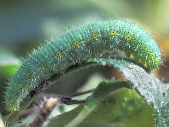  Chenille de Pieris napi L. - Tristan Lafranchis