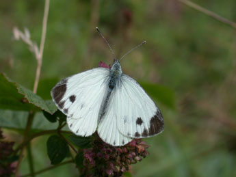 Pieris napi L. adulte - ©Philippe Mothiron