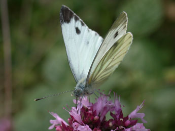 Pieris napi L. adulte - Philippe Mothiron