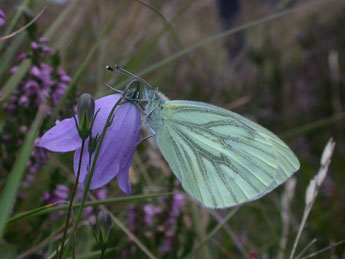 Pieris napi L. adulte - Philippe Mothiron