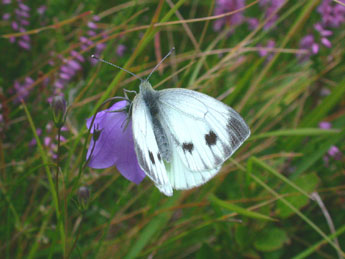 Pieris napi L. adulte - ©Philippe Mothiron