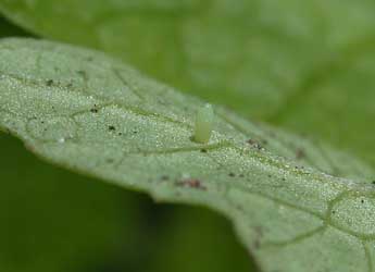  Oeuf de Pieris napi L. - ©Philippe Mothiron