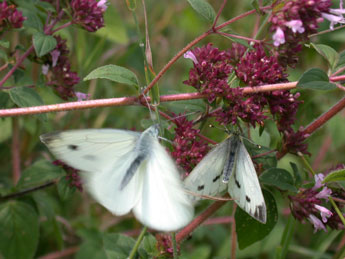 Pieris napi L. adulte - Philippe Mothiron