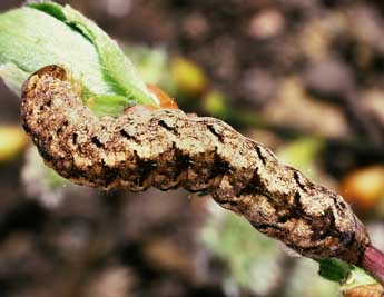  Chenille de Polia nebulosa Hfn. - ©Philippe Mothiron