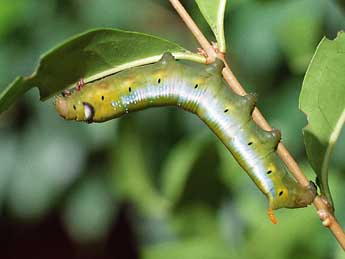  Chenille de Daphnis nerii L. - Herv Guyot