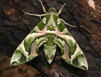 Daphnis nerii L. adulte - ©Serge Wambeke