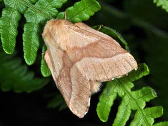 Malacosoma neustria L. adulte - Philippe Mothiron