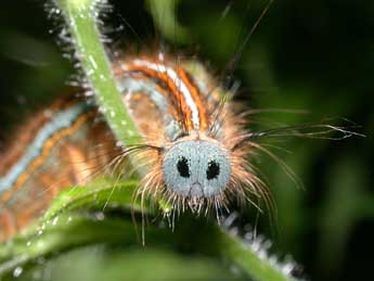  Chenille de Malacosoma neustria L. - Philippe Mothiron