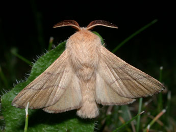 Malacosoma neustria L. adulte - Philippe Mothiron