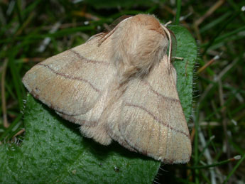 Malacosoma neustria L. adulte - Philippe Mothiron